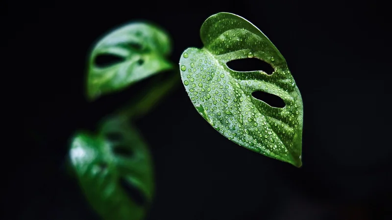 Monstera deliciosa