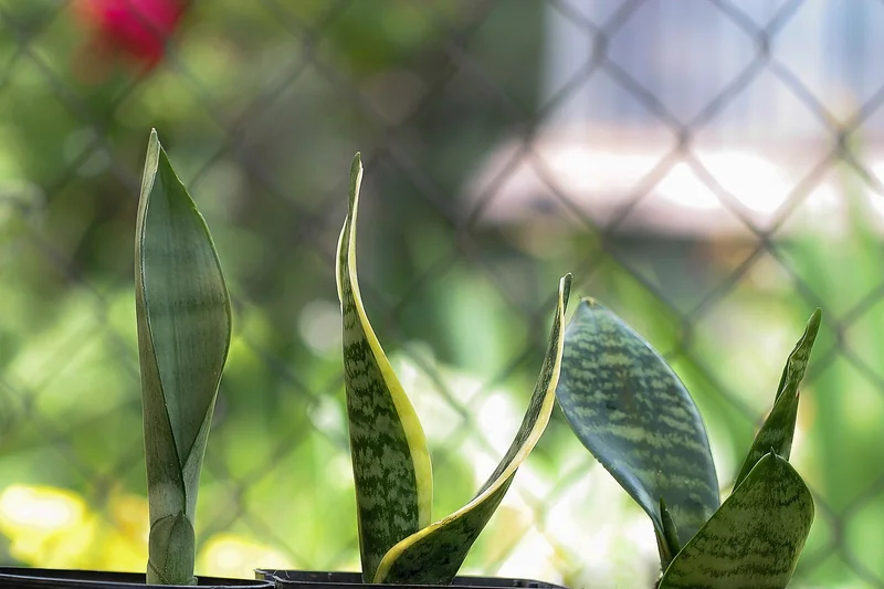 Sansevieria trifasciata